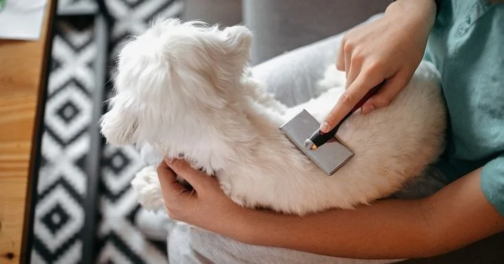 htmlCopy codeHow to Safely Groom Your Pet at Home