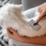 htmlCopy codeHow to Safely Groom Your Pet at Home