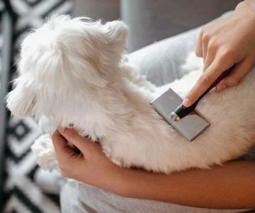htmlCopy codeHow to Safely Groom Your Pet at Home