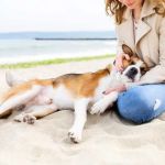 How to Recognize and Treat Heatstroke in Pets