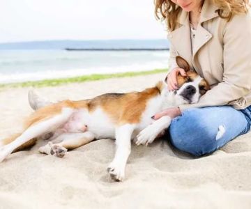 How to Recognize and Treat Heatstroke in Pets
