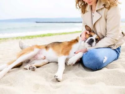 How to Recognize and Treat Heatstroke in Pets