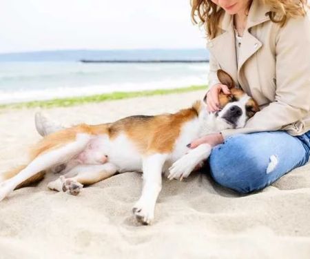 How to Recognize and Treat Heatstroke in Pets