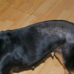 How to Recognize and Treat the Symptoms of Flea Allergic Dermatitis
