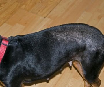 How to Recognize and Treat the Symptoms of Flea Allergic Dermatitis