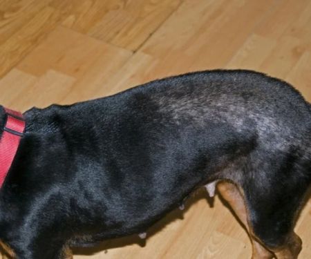 How to Recognize and Treat the Symptoms of Flea Allergic Dermatitis