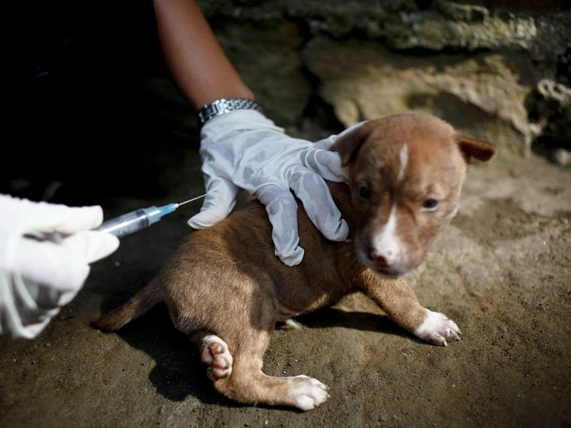 How to Spot and Treat Rabies in Pets