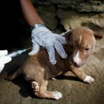 How to Spot and Treat Rabies in Pets