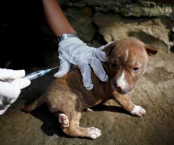 How to Spot and Treat Rabies in Pets