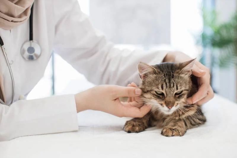 How to Recognize and Treat Hyperthyroidism in Cats