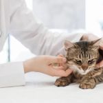 How to Recognize and Treat Hyperthyroidism in Cats