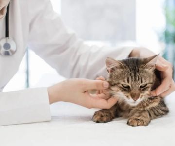 How to Recognize and Treat Hyperthyroidism in Cats