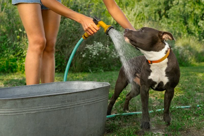 How to Help Your Pet Cope with Hot Weather - Brothers Pets