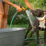 How to Help Your Pet Cope with Hot Weather - Brothers Pets