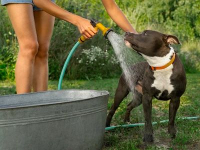 How to Help Your Pet Cope with Hot Weather - Brothers Pets