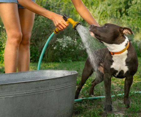 How to Help Your Pet Cope with Hot Weather - Brothers Pets