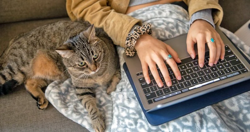 How to Properly Handle and Manage Pet Health Records – A Complete Guide