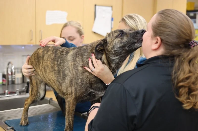 How to Manage Your Pet’s Anxiety During Vet Visits