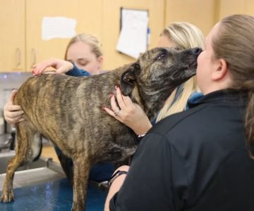 How to Manage Your Pet’s Anxiety During Vet Visits