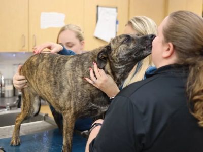 How to Manage Your Pet’s Anxiety During Vet Visits