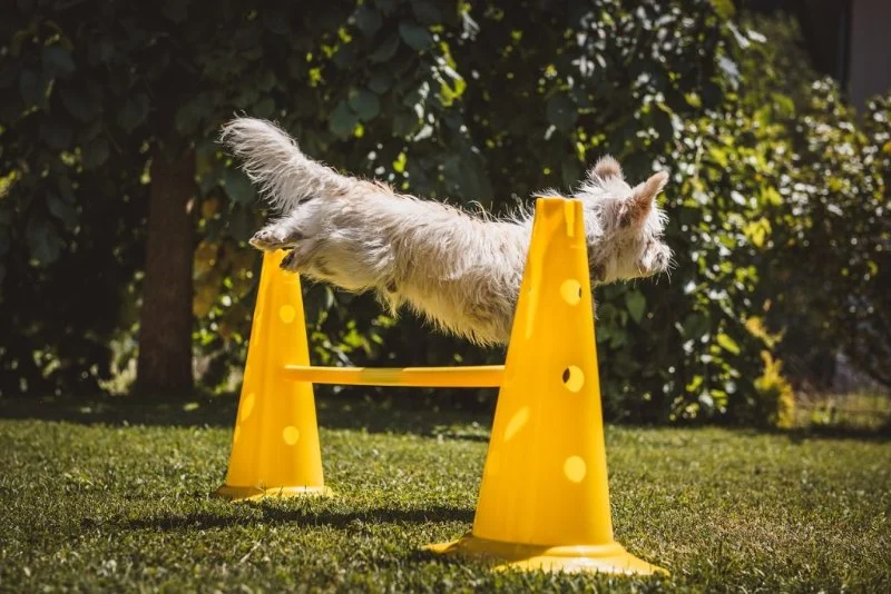 Understanding Pet Behavior: Training Tips and Techniques for a Happier Pet