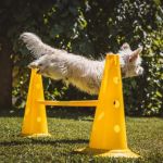 Understanding Pet Behavior: Training Tips and Techniques for a Happier Pet