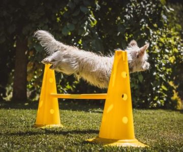Understanding Pet Behavior: Training Tips and Techniques for a Happier Pet
