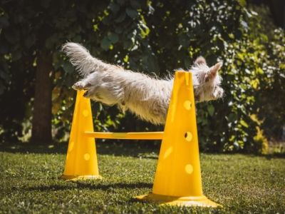 Understanding Pet Behavior: Training Tips and Techniques for a Happier Pet