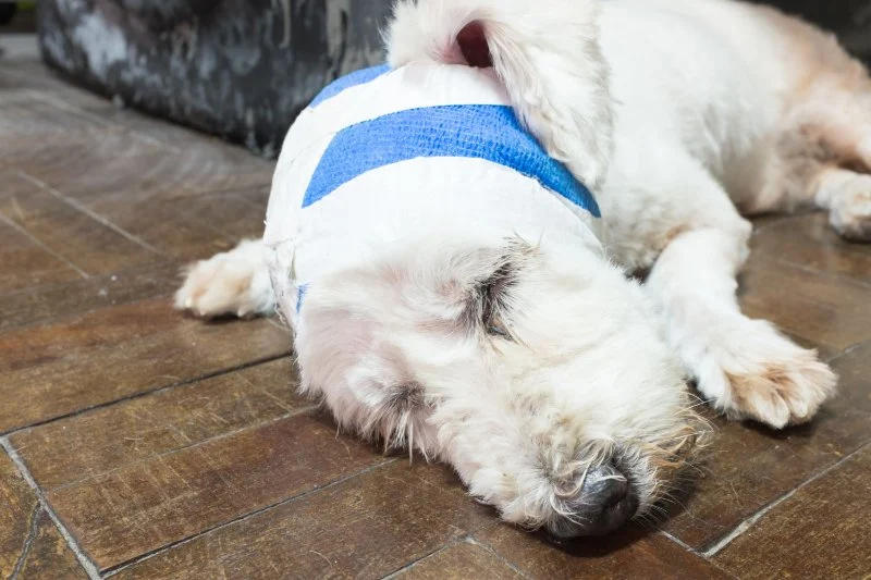 What to Do If Your Pet Has a Cut or Wound: First Aid Tips