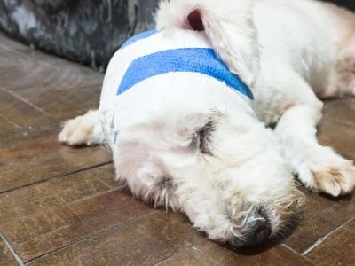 What to Do If Your Pet Has a Cut or Wound: First Aid Tips