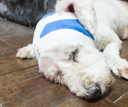 What to Do If Your Pet Has a Cut or Wound: First Aid Tips