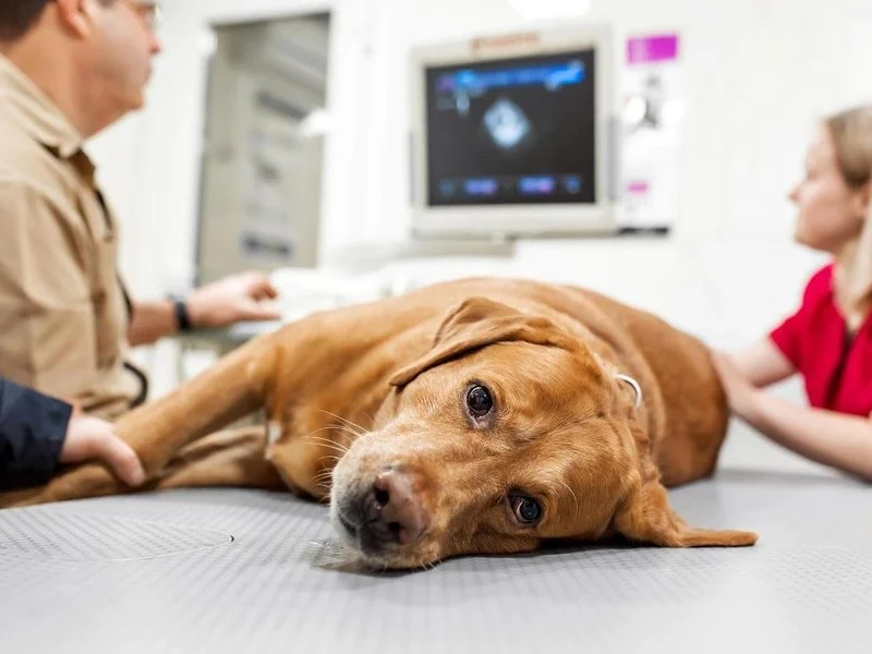 How to Recognize and Treat Common Pet Poisonings