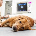 How to Recognize and Treat Common Pet Poisonings