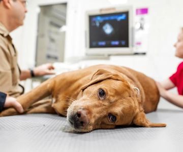 How to Recognize and Treat Common Pet Poisonings