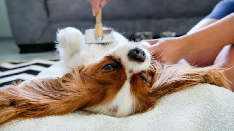 How to Keep Your Pet's Coat Shiny and Healthy