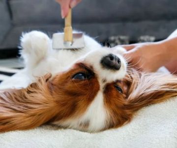 How to Keep Your Pet's Coat Shiny and Healthy