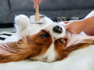 How to Keep Your Pet's Coat Shiny and Healthy