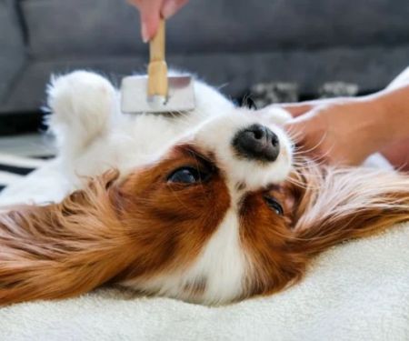 How to Keep Your Pet's Coat Shiny and Healthy