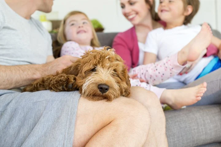 How to Help Your Pet Adjust to Life with a New Baby