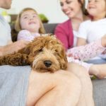 How to Help Your Pet Adjust to Life with a New Baby