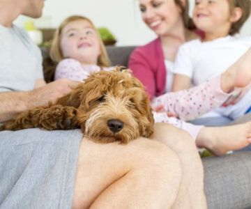 How to Help Your Pet Adjust to Life with a New Baby