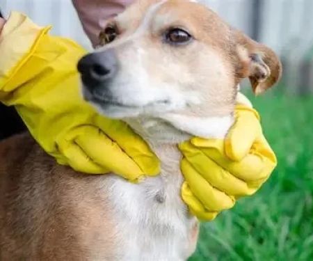 Understanding Pet Parasites: Prevention and Treatment