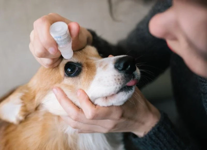 How to Care for Your Pet's Eyes and Ears