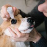 How to Care for Your Pet's Eyes and Ears