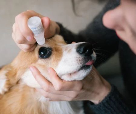 How to Care for Your Pet's Eyes and Ears