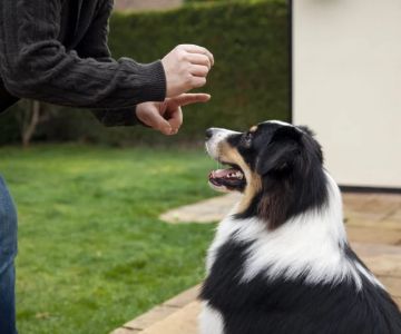 How to Train Your Dog to Be Comfortable Around Strangers