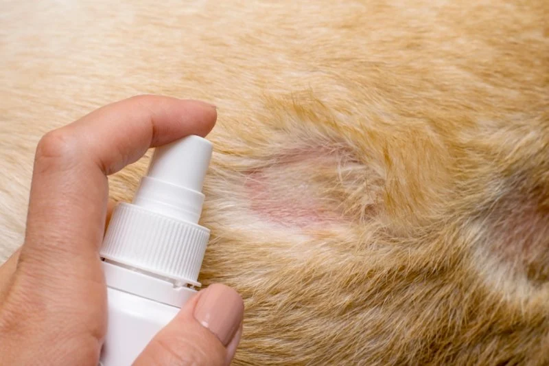 How to Spot and Treat Flea Allergic Dermatitis in Pets