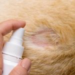 How to Spot and Treat Flea Allergic Dermatitis in Pets