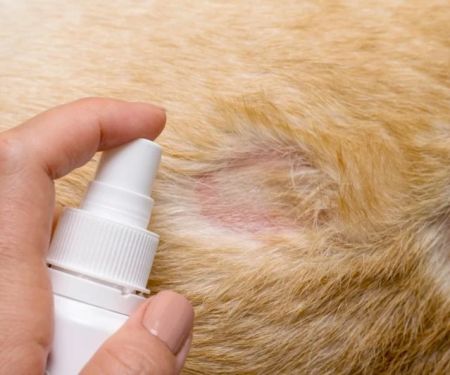 How to Spot and Treat Flea Allergic Dermatitis in Pets