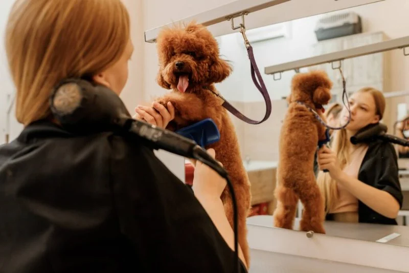 The Importance of Regular Grooming for Your Pet's Well-being